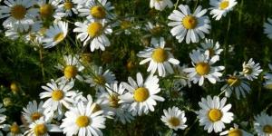 OBAVIJEST O PROGLA&Scaron;ENJU PRIRODNE NEPOGODE - KULTURA KAMILICE